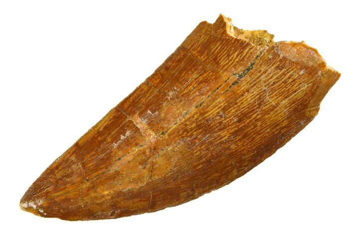 Carcharodontosaurus Tooth - Real Dinosaur Tooth #351685